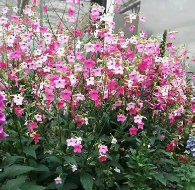 保利云上屋顶花园