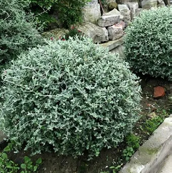 旭辉江屿山